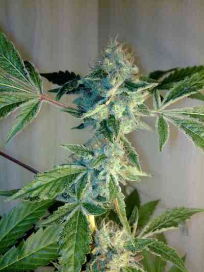 Yumbolt 47 > World of Seeds | Feminisierte Hanfsamen  |  Indica