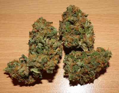 Yumbolt 47 > World of Seeds | Feminisierte Hanfsamen  |  Indica