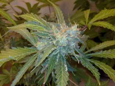 Yumbolt 47 > World of Seeds | Feminisierte Hanfsamen  |  Indica