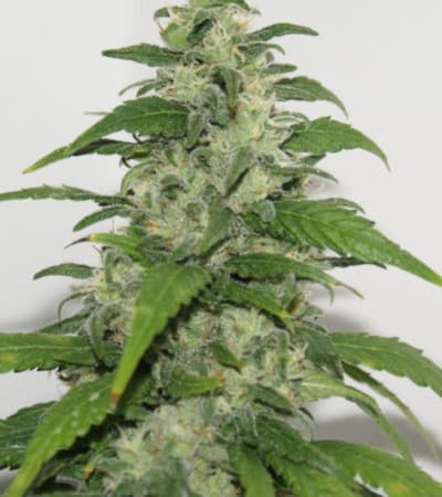 Yummy > Resin Seeds | Semillas feminizadas  |  Híbrido