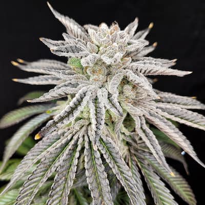 Yuzu Grape Kush 5
