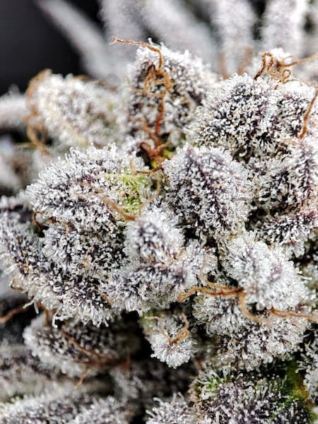 Yuzu Grape Kush graines > Pure Instinto | Graines Féminisées  |  Indica