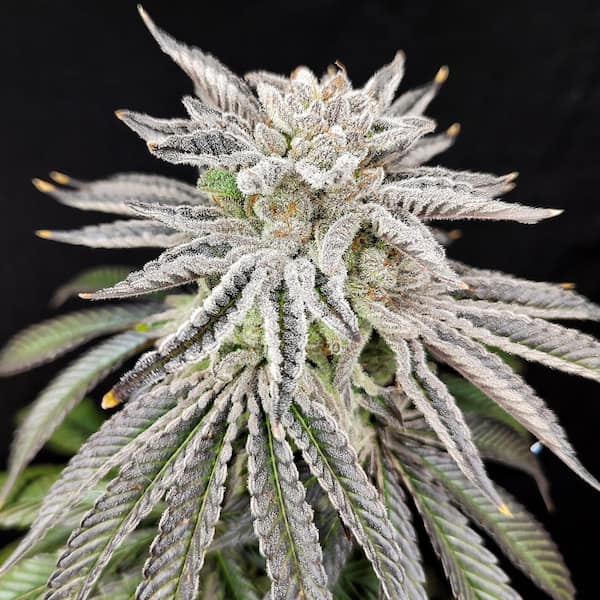 Yuzu Grape Kush graines > Pure Instinto | Graines Féminisées  |  Indica