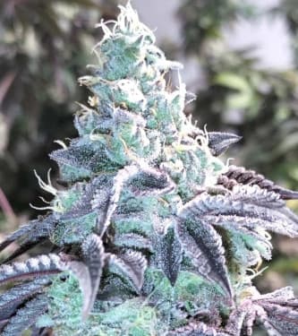 Z-Pointer > Grounded Genetics | Feminized Marijuana   |  hybrid