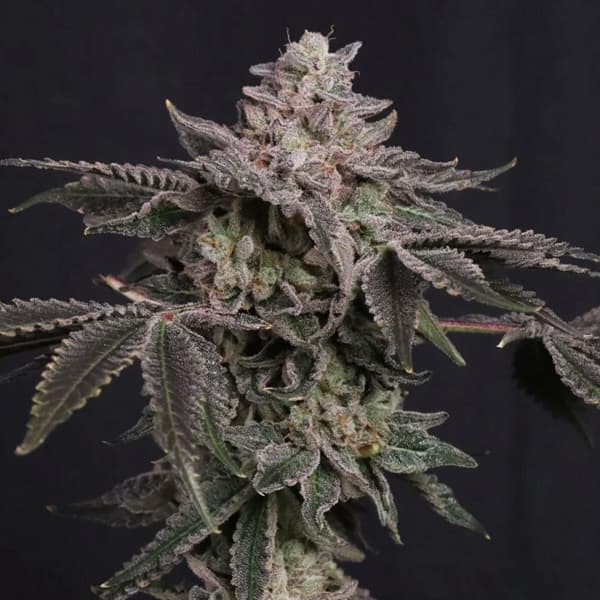 Z42 Samen > Fast Buds | Feminisierte Hanfsamen  |  Hybrid