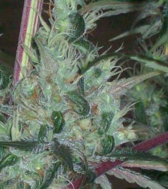 Zacateca Tribute > Green Mountain Seeds | Graines Normal  |  Sativa