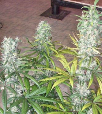 Zacateca Tribute > Green Mountain Seeds | Semillas Regulares  |  Sativa