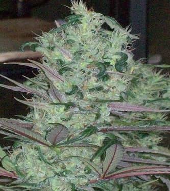 Zacateca Tribute > Green Mountain Seeds | Graines Normal  |  Sativa