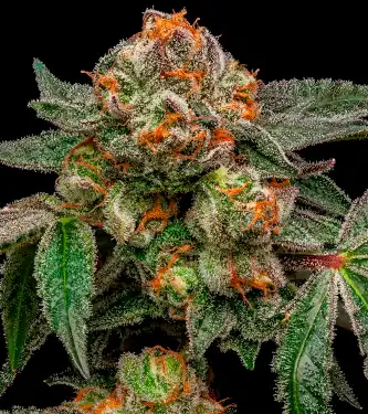 Zake > Ripper Seeds | Feminized Marijuana   |  hybrid