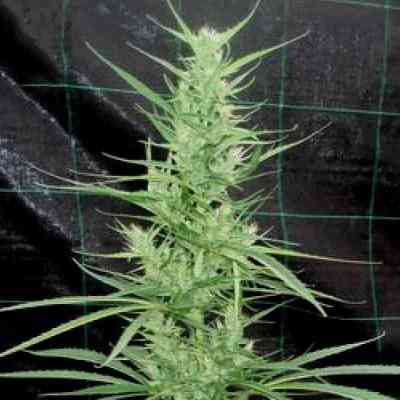 Zambia > Tropical Seeds Company | Graines Normal  |  Sativa