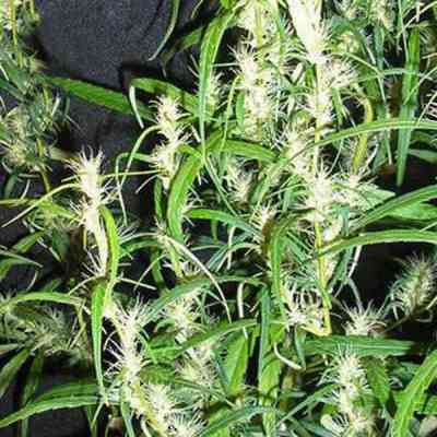 Zambia > Tropical Seeds Company | Reguläre Hanfsamen  |  Sativa