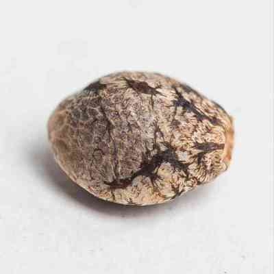 Zambia > Tropical Seeds Company | Semillas Regulares  |  Sativa