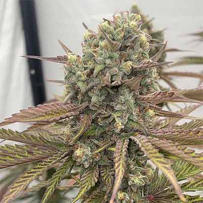 Zapplewoodz > Conscious Genetics | Feminized Cannabis   |  Hybrid