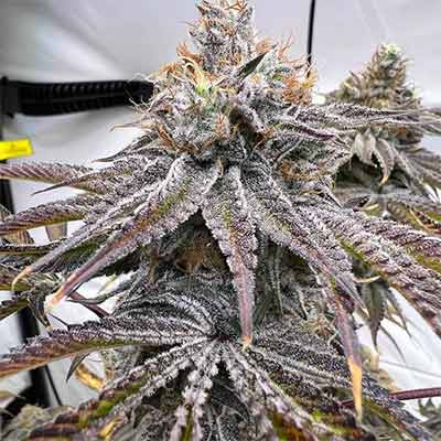 Zapplez 2.0 > Conscious Genetics | Semillas feminizadas  |  Híbrido