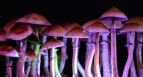 Magic Mushshrooms