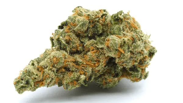 Zchupz Seed > Bask Triangle Farms | Regular Cannabis   |  Indica