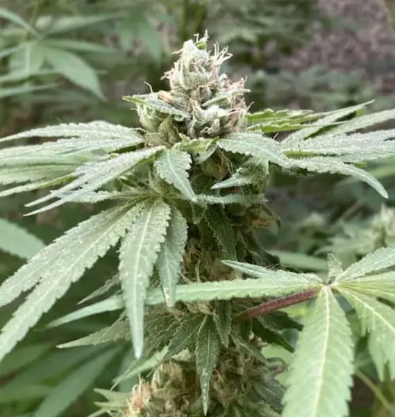 Zerial Killer semilla > Bask Triangle Farms | Semillas Regulares  |  Índica