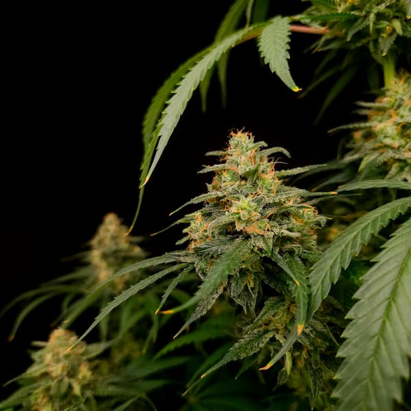 Zesty Bliss graines > Paradise Seeds | Graines Féminisées  |  Sativa