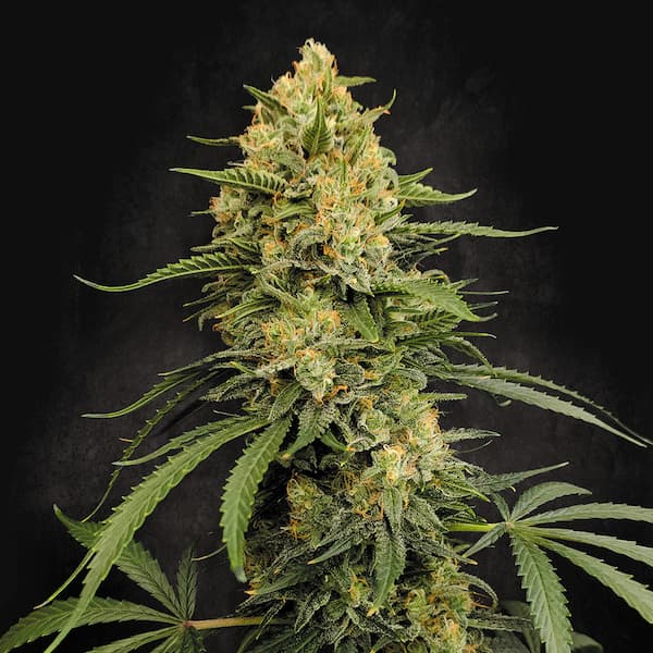 Zesty Bliss graines > Paradise Seeds | Graines Féminisées  |  Sativa