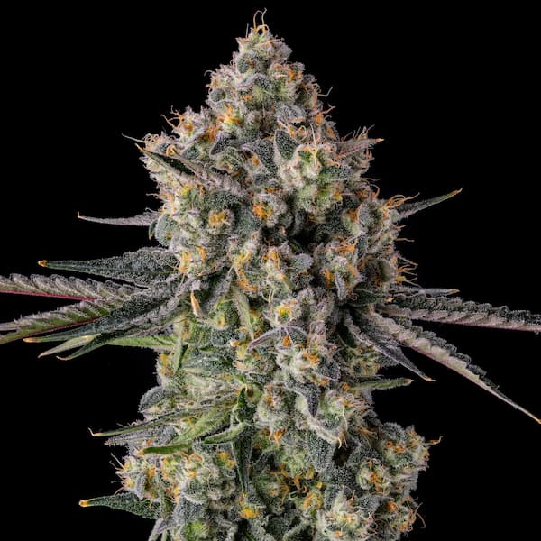 Zhampagne Samen > Compound Genetics Seeds | Feminisierte Hanfsamen  |  Hybrid