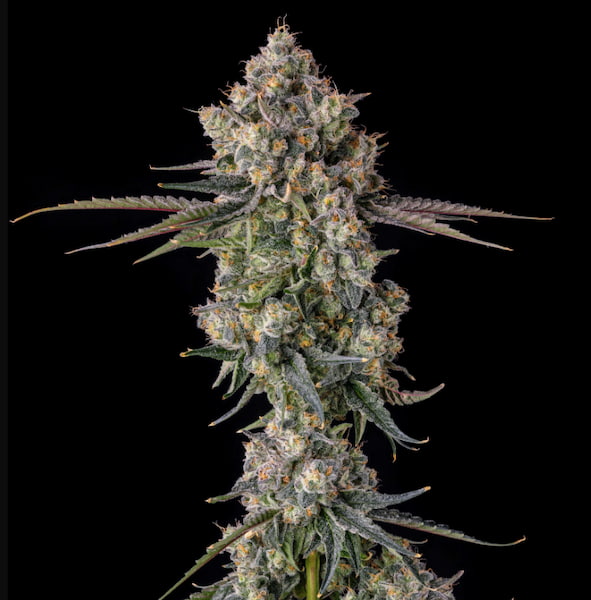 Zhampagne Samen > Compound Genetics Seeds | Feminisierte Hanfsamen  |  Hybrid