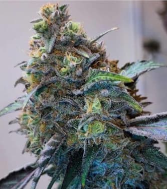 Zilk Road > Grounded Genetics | Feminisierte Hanfsamen  |  Hybrid