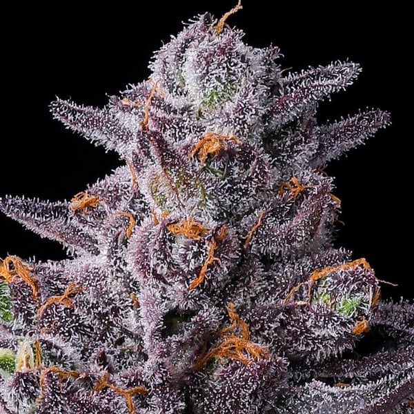 Zillions Samen >  Barneys Farm | Feminisierte Hanfsamen  |  Indica