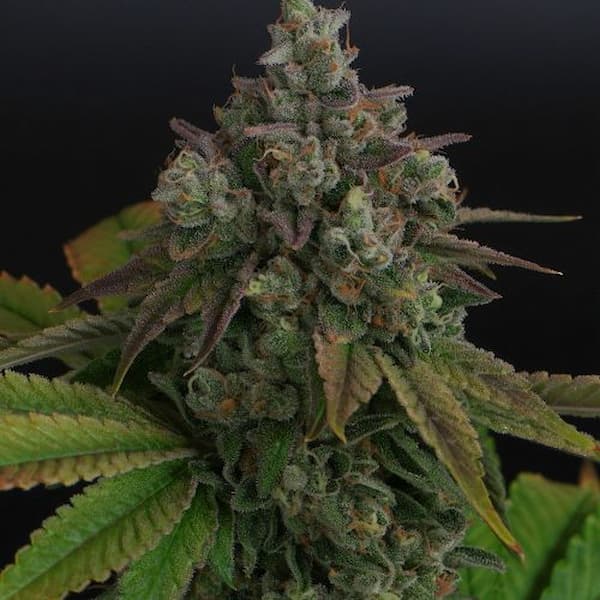 Zitala Seed > Bask Triangle Farms | Feminized Cannabis   |  Indica