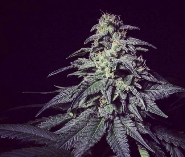 Zkiem Seed > R-Kiem Seeds | Feminized Cannabis   |  Indica