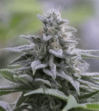 Zkittlez 2.0 > Silent Seeds | Feminisierte Hanfsamen  |  Indica