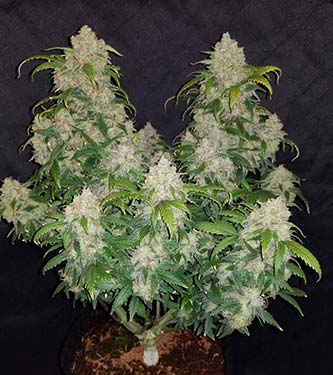 Zkittlez Auto > Fast Buds Company | Autoflowering Cannabis   |  Indica