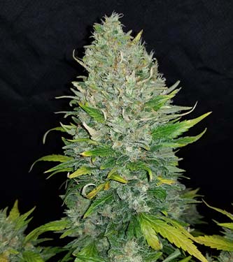 Zkittlez Auto > Fast Buds Company | Autoflowering Hanfsamen  |  Indica