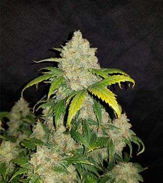 Zkittlez Auto > Fast Buds Company | Autoflowering Hanfsamen  |  Indica