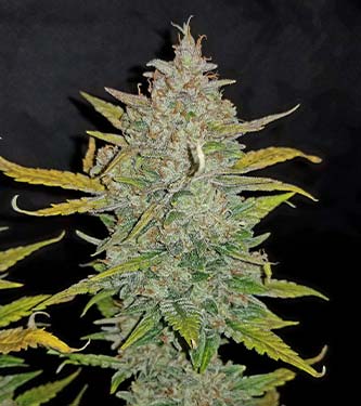 Zkittlez Auto > Fast Buds Company | Autoflowering Hanfsamen  |  Indica