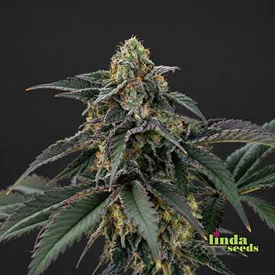 Zkittlez Auto Seed > Linda Seeds | Autoflowering Cannabis   |  Indica