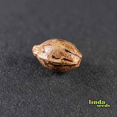 Zkittlez Auto Seed > Linda Seeds | Autoflowering Cannabis   |  Indica