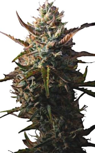 Zkittlez Auto > Linda Seeds | Cannabis seeds recommendations  |  TOP 10 Auto Flowering