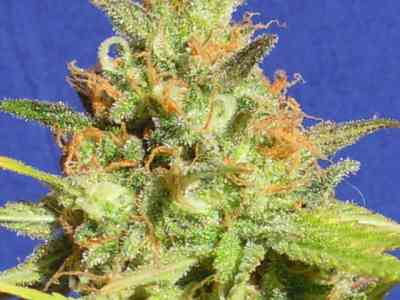 Zkittlez Auto > Original Sensible Seeds | Graines Autofloraison  |  Indica