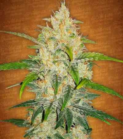 Zkittlez Auto > Fast Buds Company | Autoflowering Hanfsamen  |  Indica