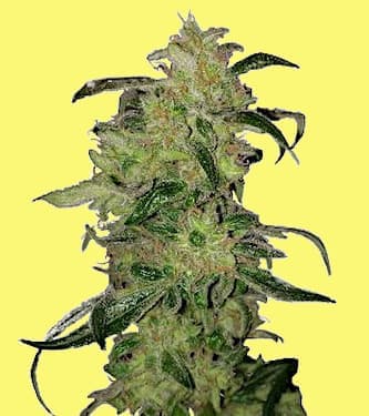 Zkittlez Auto > Linda Seeds | Hanfsamen Empfehlungen  |  TOP 10 Auto Flowering