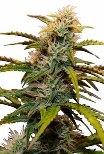 Zkittlez Auto > Linda Seeds | Cannabis seeds recommendations  |  TOP 10 Auto Flowering