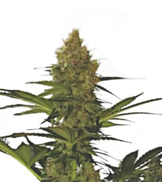 Zkittlez Auto > Linda Seeds | NOS RECOMMANDATIONS DE GRAINES DE CANNABIS  |  TOP 10 Auto Flowering