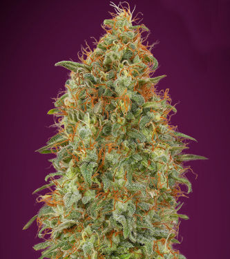 Zkittlez Fast > Advanced Seeds | Graines Féminisées  |  Indica