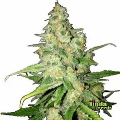 Zkittlez Samen > Linda Seeds | Feminisierte Hanfsamen  |  Indica