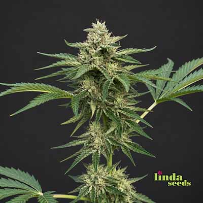 Zkittlez Feminisiert (Linda Seeds) Produktfoto