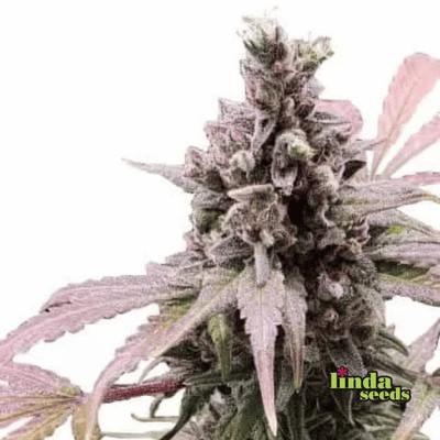 Zkittlez Samen > Linda Seeds | Feminisierte Hanfsamen  |  Indica