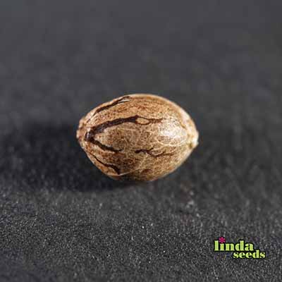 Zkittlez semilla > Linda Seeds | Semillas feminizadas  |  Índica