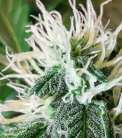 Zkittlez OG Auto > Barneys Farm | Autoflowering Hanfsamen  |  Hybrid