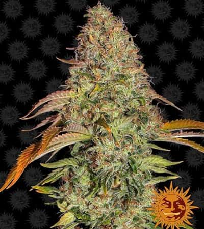 Zkittlez OG Auto > Barneys Farm | Autoflowering Hanfsamen  |  Hybrid