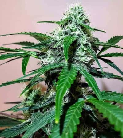 Zkittlez OG Auto > Barneys Farm | Autoflowering Hanfsamen  |  Hybrid